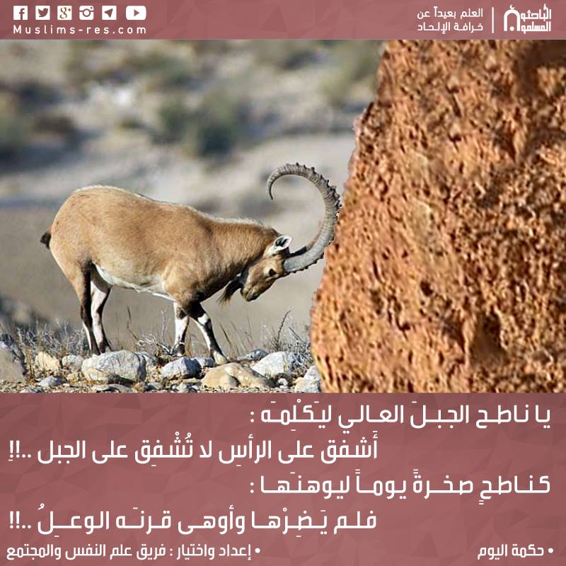 يـا نـاطــح الجـبــلَ العــالـي ليـَكـْلِمــَه