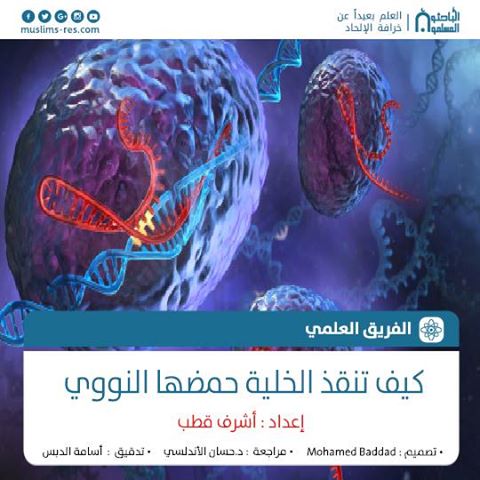 كيف تنقذ الخلية حمضها النووي