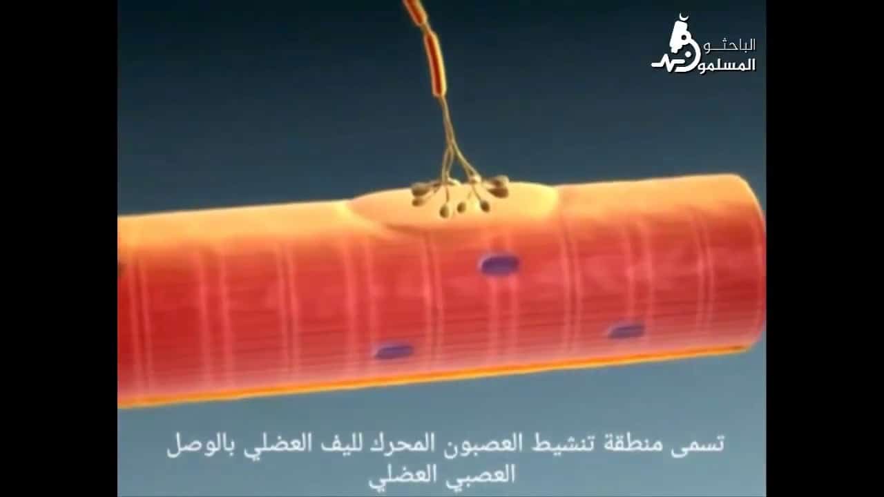 ماذا يحدث عند الوصلات العصبية العضلية ؟؟